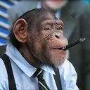 Monkey Kingdom