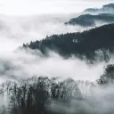 The Fog