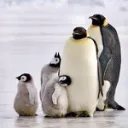 ペンギン
