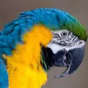 Macaw