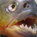 くらん最強