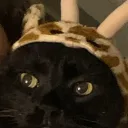 Kyocord