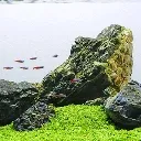 The Aquascaping Discord Server