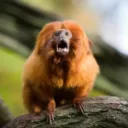 Monkey Mansion