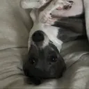 Official Dog Discord