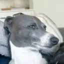 Official Dog Discord