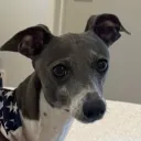 Official Dog Discord