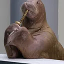 The Pinniped Emporium