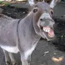 Donkeys