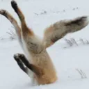 [Archived] FoxSurvival
