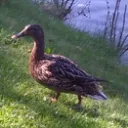 duck-family