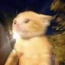 ayo what the dog doin?