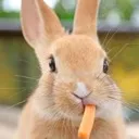 うさぎ小屋🐰