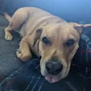 Jarvis' Joint Discord server icon