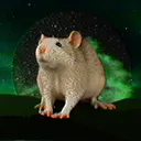 Papatouille-cord