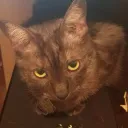 Itty Bitty Kitty Committee