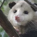 Ellie's party possum lounge