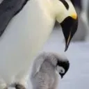 The Byrd Nest