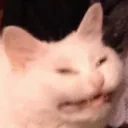 reeeeee