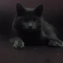 Spooks