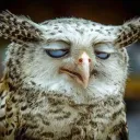 HibouxLand 🦉