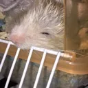 Hamsters