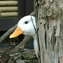 Duckhut