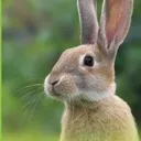 wabbit wabbit