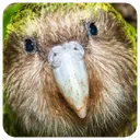 Kakapo Community