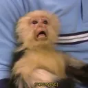 Monkey Business