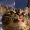 Dingus