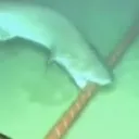 The Black Tip Operation