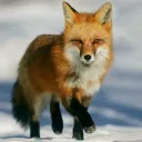 Foxy Phoxy's Foxy Posse of Foxy Foxes