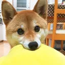 DogoBot Management and Help Server