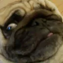 Rare Puppers