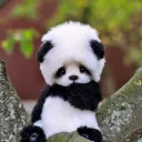 PANDA ARMY!