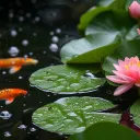 The Koy Pond
