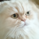 Cat and PA Official Discord icon