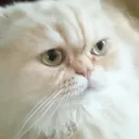 Cat and PA Official Discord