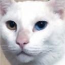 kingdomofthedivinefrostlords Discord Server Icon