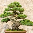 Bonsai Club