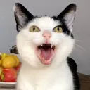 The Meowtropolis