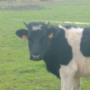 Language Village Discord server icon