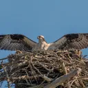 Krinlee's Roost