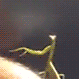 House of Mantis