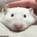 DaveZur Gaming Discord