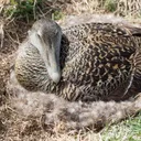 Patilios' Nesting Grounds