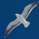 GULL