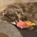 Zen's Cat Nap