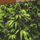 𝑻𝑯𝑬~𝑲𝑬𝑬𝑭𝑩𝑶𝑿